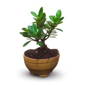 Bonsai Tree (3 Years Old)