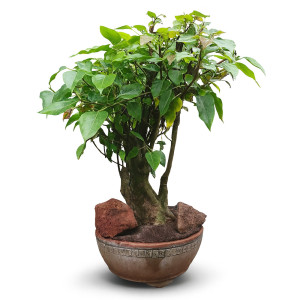 Bodhi Bonsai Tree (25 Years Old)