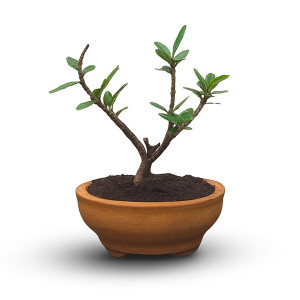 Bonsai Tree (3 Years Old)