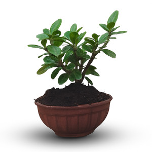 Bonsai Tree (3 Years Old)