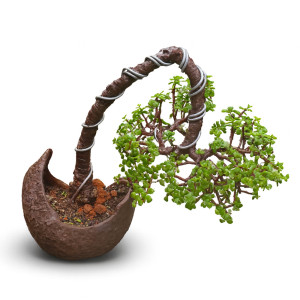 Bonsai Tree (9 Years old)