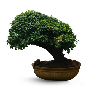 Lipstick Ficus Bonsai Tree (40 Years Old)