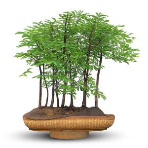 Tamarind Forest Bonsai Tree (20 Years Old)