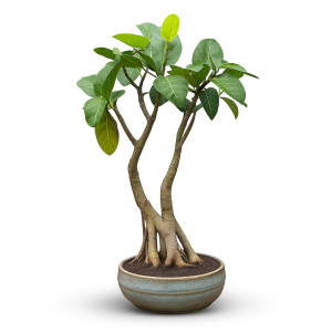 Banyan Bonsai Tree (18 Years Old)