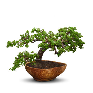 Bonsai Tree (20 Years Old)