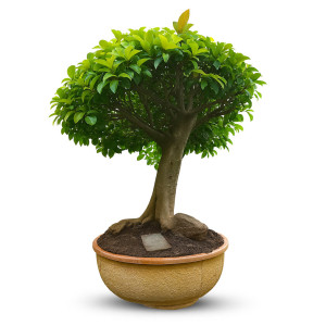 Lipstick Ficus (38 Years Old)