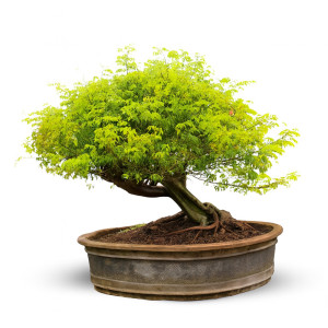 Brazilian Rain Bonsai Tree (42 Years Old)
