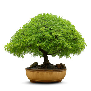 Tamarind Bonsai Tree (40 Years Old)