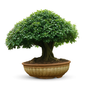 Lipstick ficus Bonsai Tree (42 Years Old)