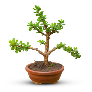 Bougainville Bonsai Tree (8 Years Old)
