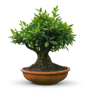 Juvvi Bonsai Tree (38 Years Old)