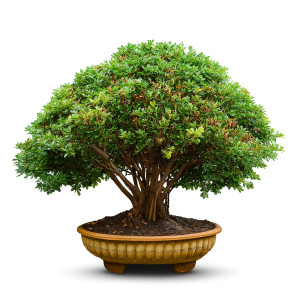 Microcorpa Bonsai Tree (35 Years Old)