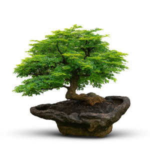 Lucida Bonsai Tree (35 Years Old)
