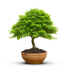 Golden Dew Drops (12 Years Old)