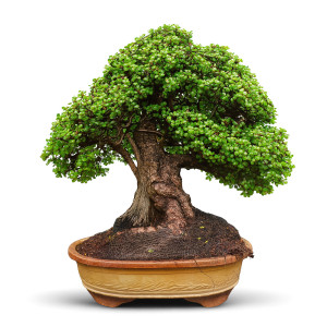 Jade Bonsai Tree (28 Years Old)