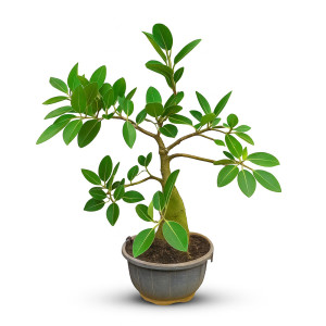 Juvvi Bonsai Tree (9 Years Old)