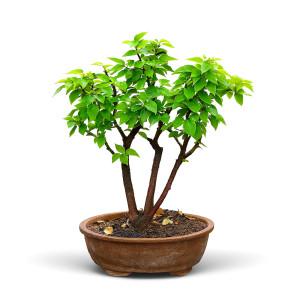Bougainville Bonsai Tree (8 Years Old)