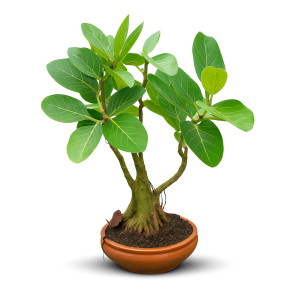 Banyan Bonsai Tree (18 Years Old)