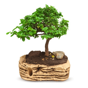 Premna Bonsai Tree (10 Years Old)