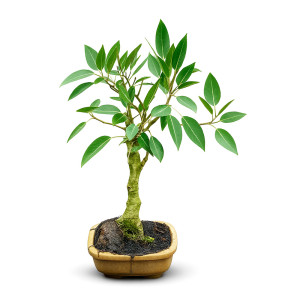 Juvvi Bonsai Tree (15 Years Old)