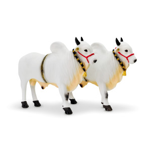 Fiber Ongole Bull Pair