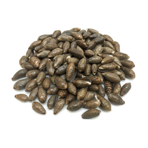 Original Kamal Gatta