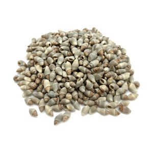 Original Meru Shankh