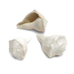 White Dakshinavarti Shankh