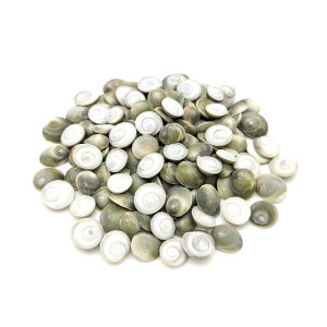 Shankh Chakra Stones