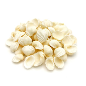 White Mini SeaShells