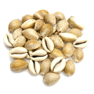 Natural Yellow Cowries