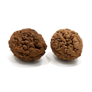 Natural Rudraksha Beads