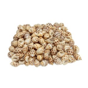 Natural Leopard Cowrie Shells