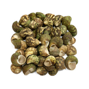 Green Spiral SeaShells