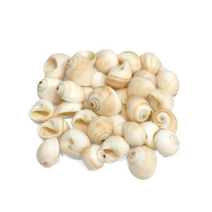 White Round SeaShells