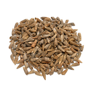 Brown Spiral SeaShells